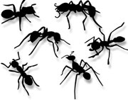 Ants-141x180W